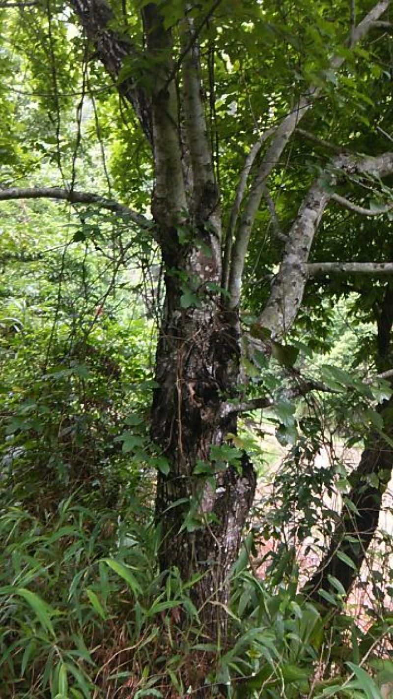 山枫香树5m以上