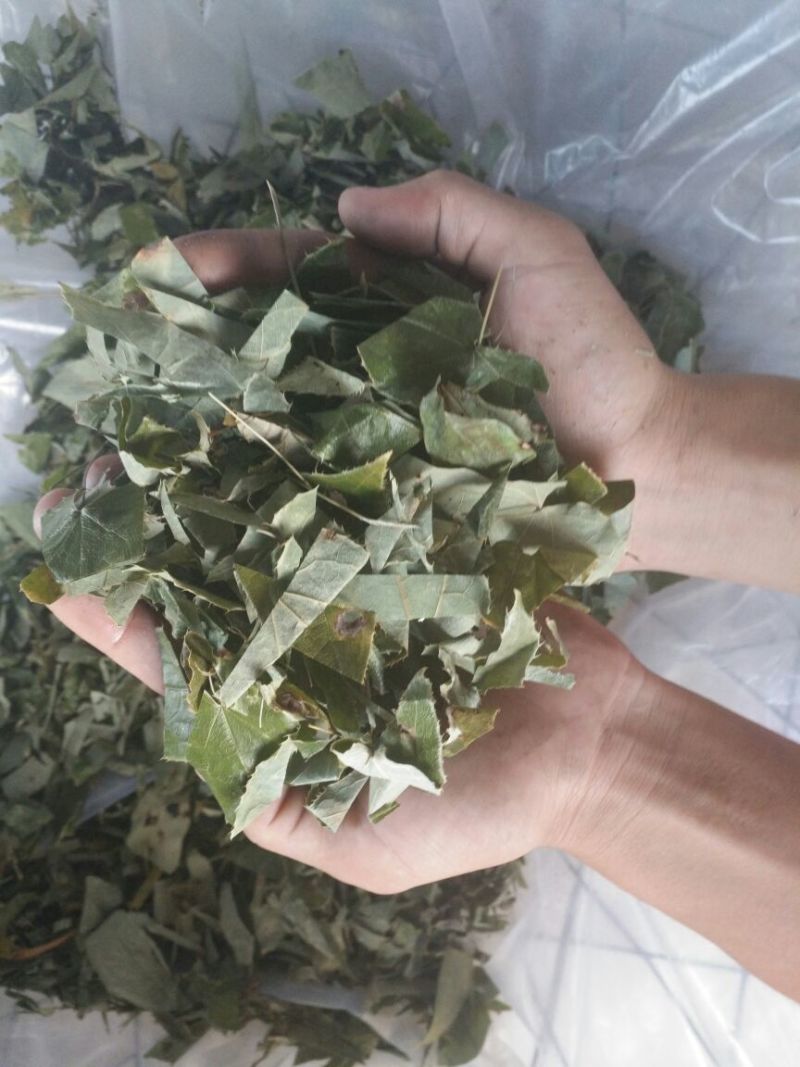 淫羊藿全叶