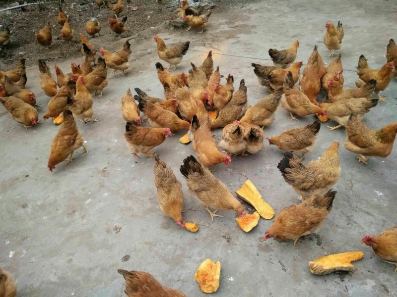 绿壳鸡蛋40~50g食用
