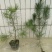 白皮松50~80cm