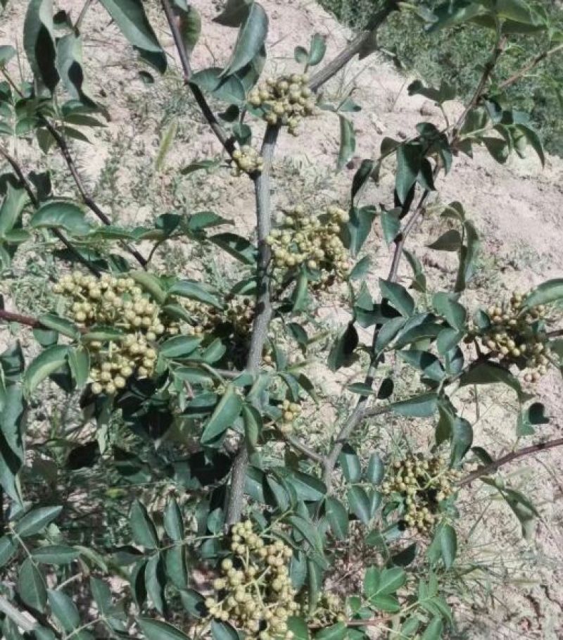 花椒苗1~2年