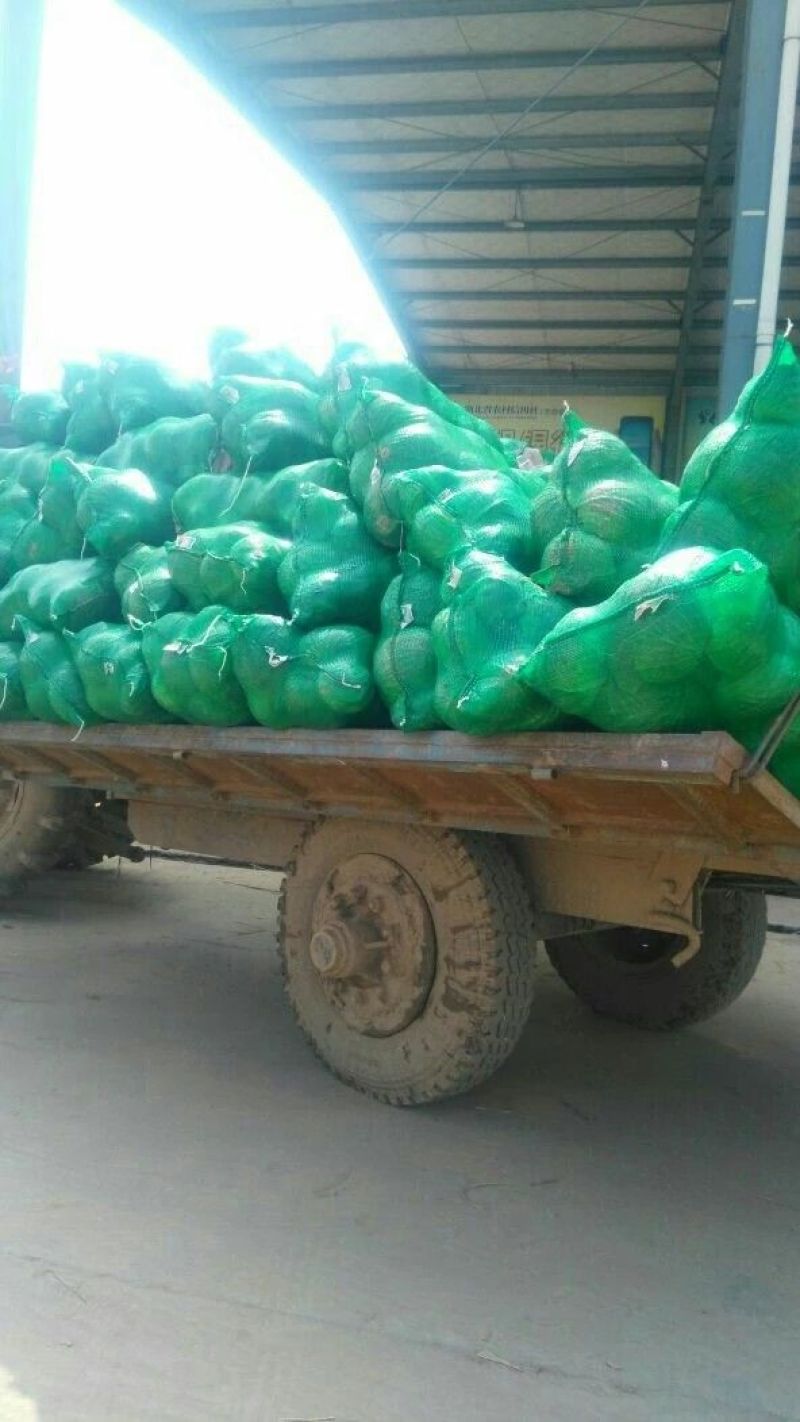 湖北精品扁包菜甘蓝价格美丽，欢迎采购商来电