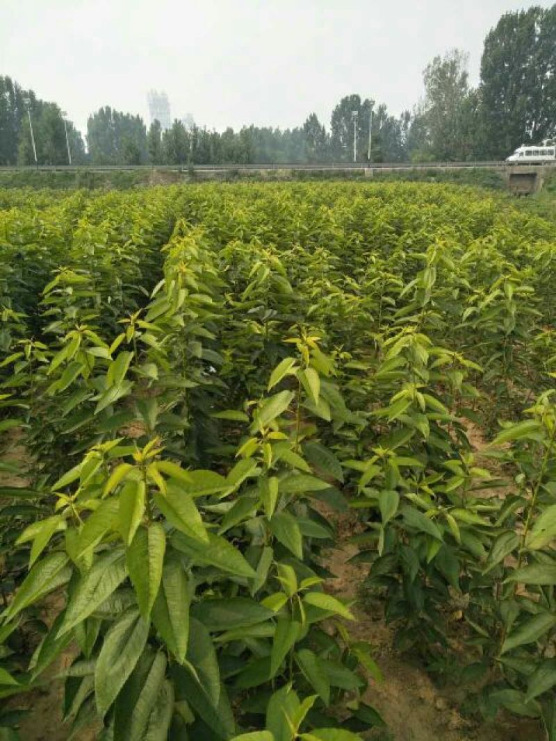 美早樱桃苗批发吉塞拉樱桃苗品种苗育苗基地樱桃树苗