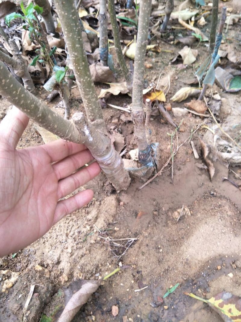 美早樱桃苗批发吉塞拉樱桃苗品种苗育苗基地樱桃树苗