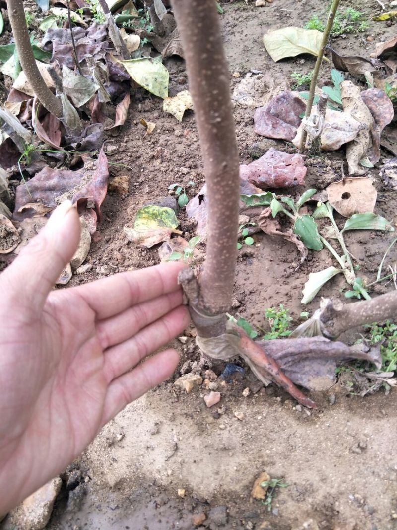 美早樱桃苗批发吉塞拉樱桃苗品种苗育苗基地樱桃树苗