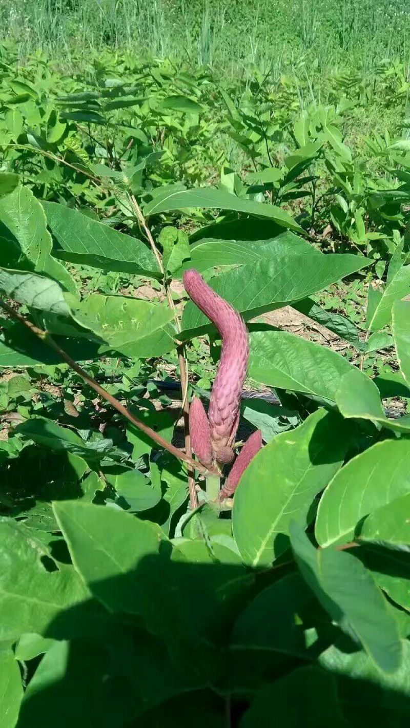 石参根种子新鲜当年种当年收