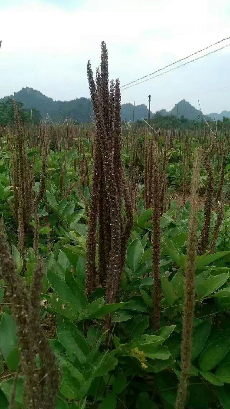 石参根种子新鲜当年种当年收