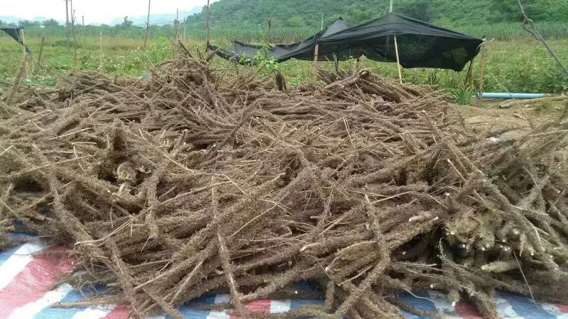 石参根种子新鲜当年种当年收