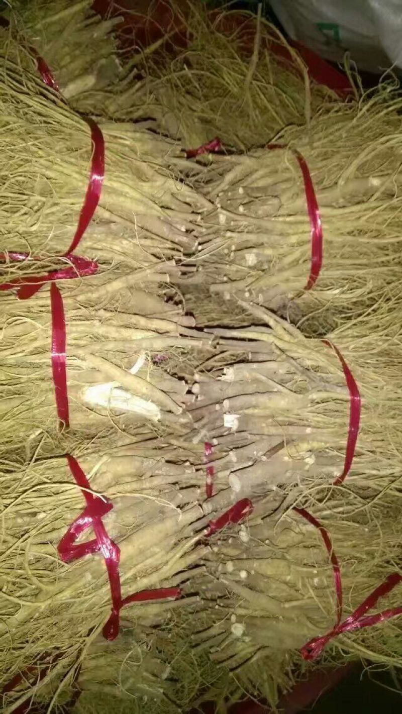 石参根种子新鲜当年种当年收