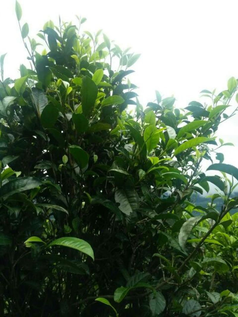 普洱茶二级