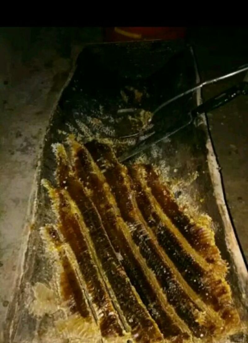 蜂蜜产地甘肃玉门蜂蜜蜜度高糖度大葵花蜜红花蜜