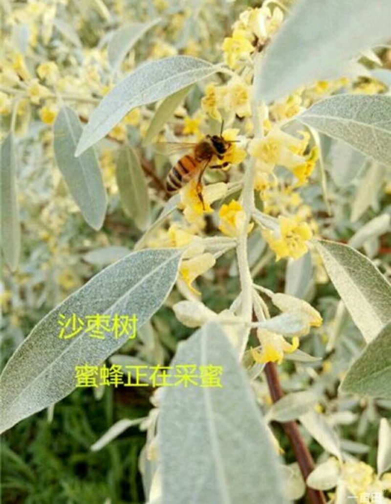 蜂蜜产地甘肃玉门蜂蜜蜜度高糖度大葵花蜜红花蜜