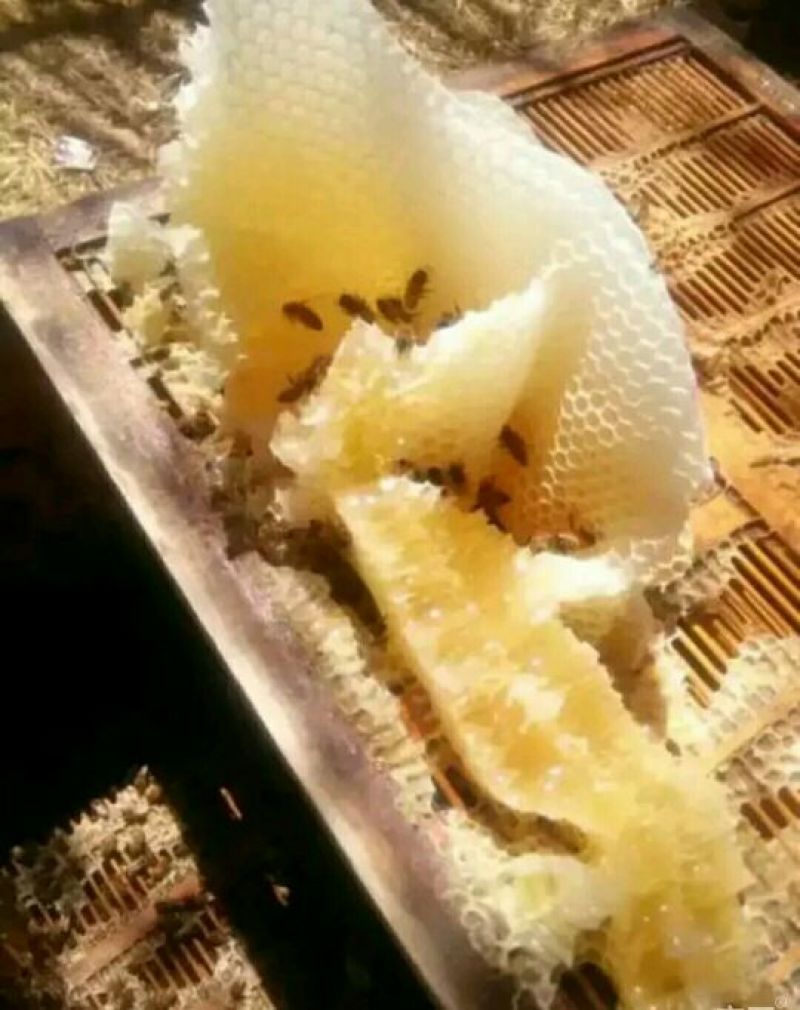 蜂蜜产地甘肃玉门蜂蜜蜜度高糖度大葵花蜜红花蜜