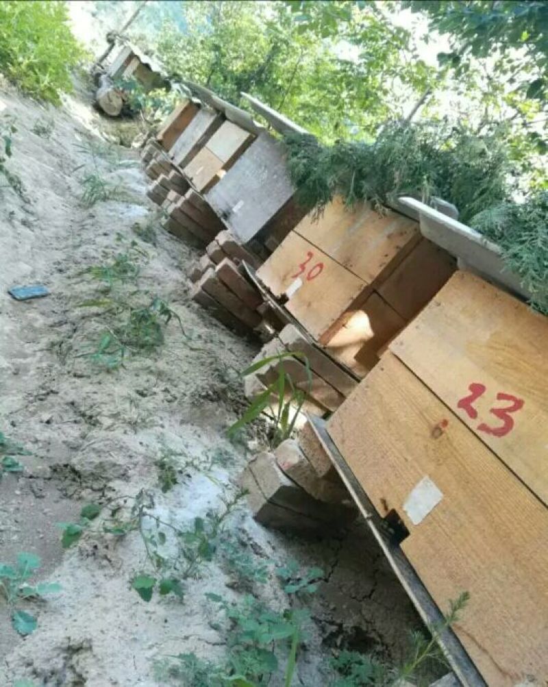 蜂蜜产地甘肃玉门蜂蜜蜜度高糖度大葵花蜜红花蜜
