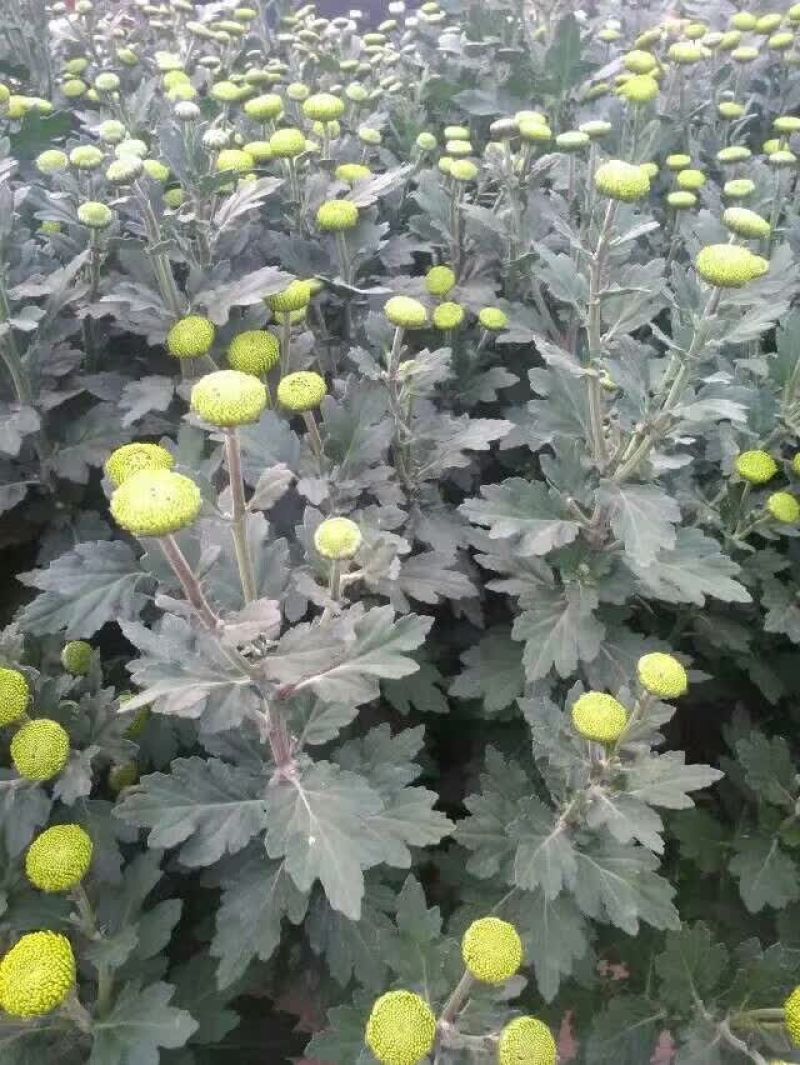 菊花0.5米以下