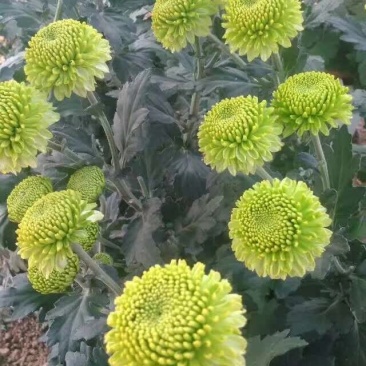 菊花0.5米以下