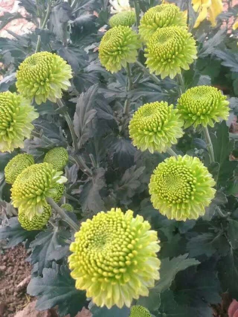 菊花0.5米以下