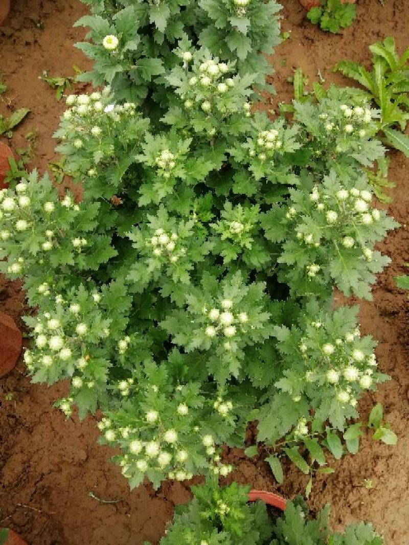 菊花0.5米以下