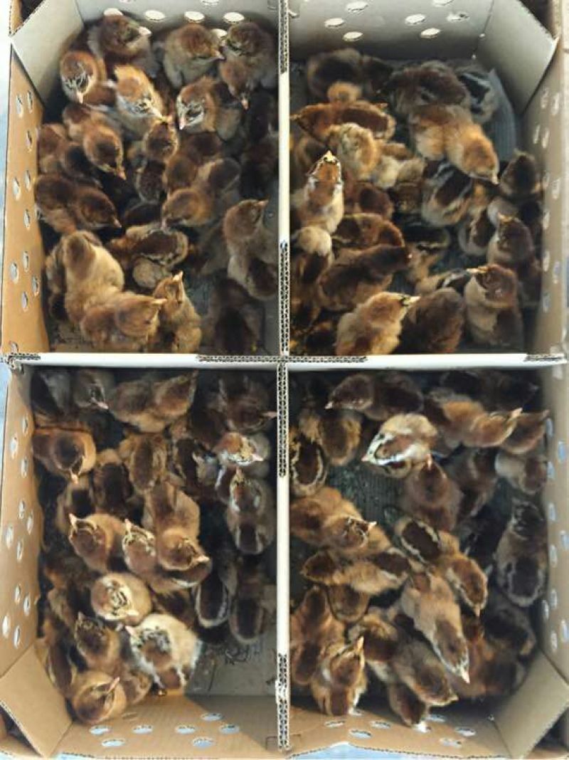 土鸡苗35~45克出壳苗通货