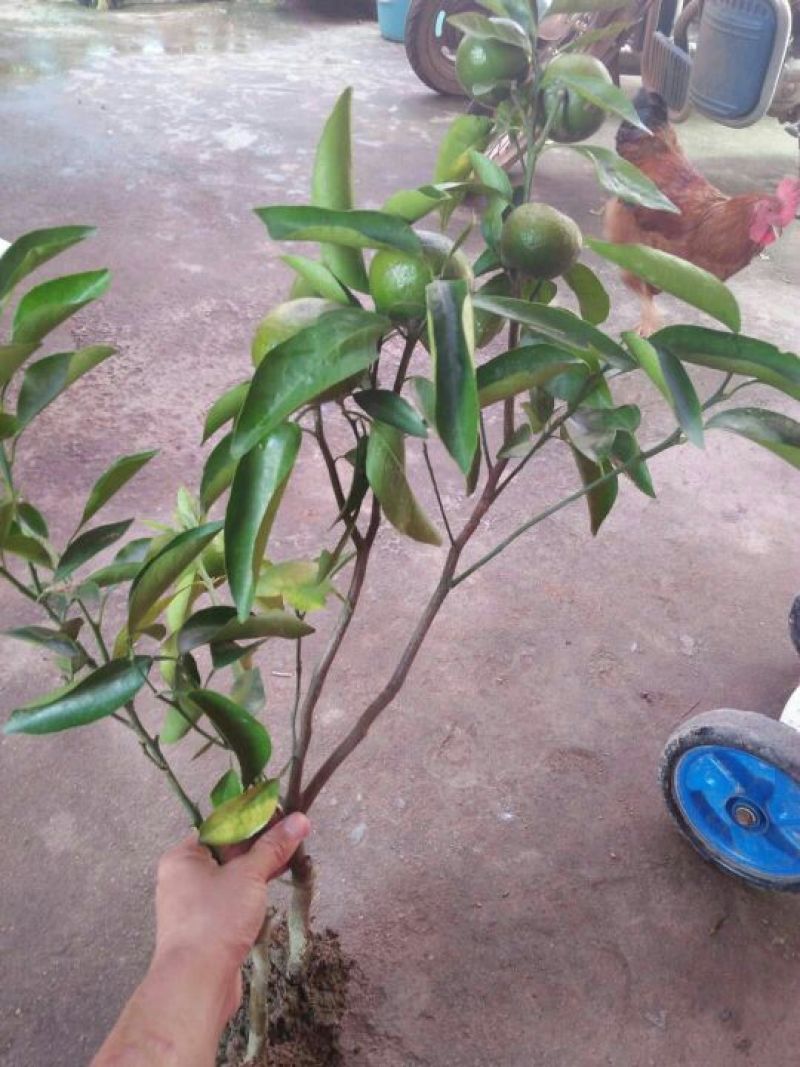 沃柑苗嫁接正品