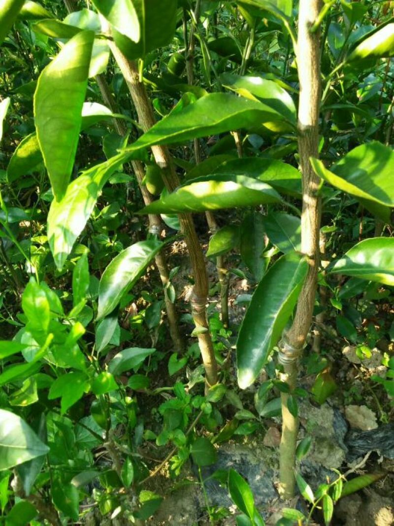 沃柑苗嫁接正品