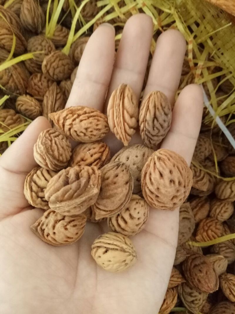 毛桃种子，桃树种子，桃核，野生桃子种子，毛桃树种子
