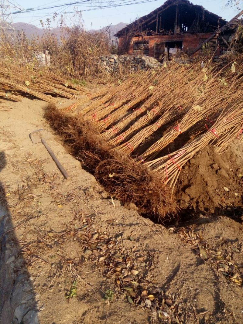 基地供应1—3年大果榛子苗，提供后续管理技术互探讨学习