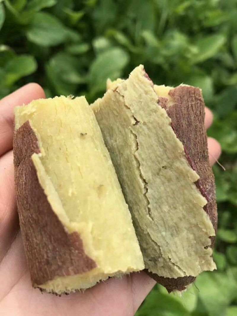 红薯临潼板栗红薯新鲜货