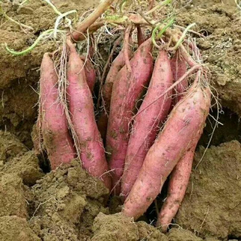 红薯临潼板栗红薯新鲜货