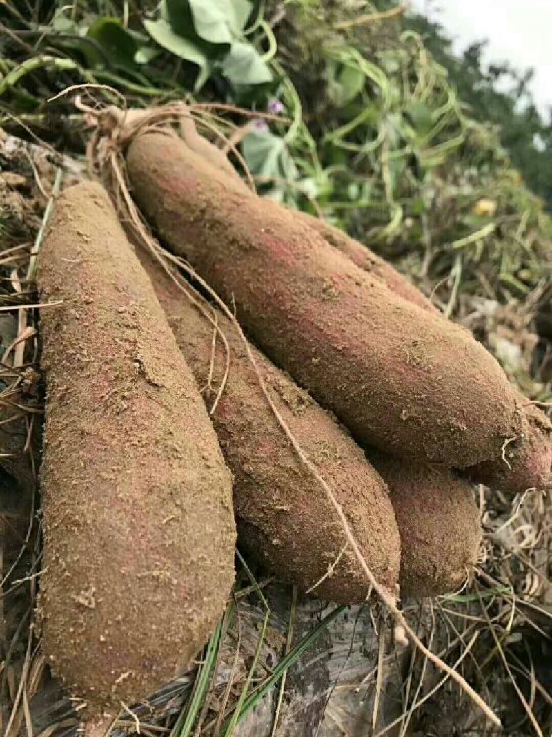 红薯临潼板栗红薯新鲜货