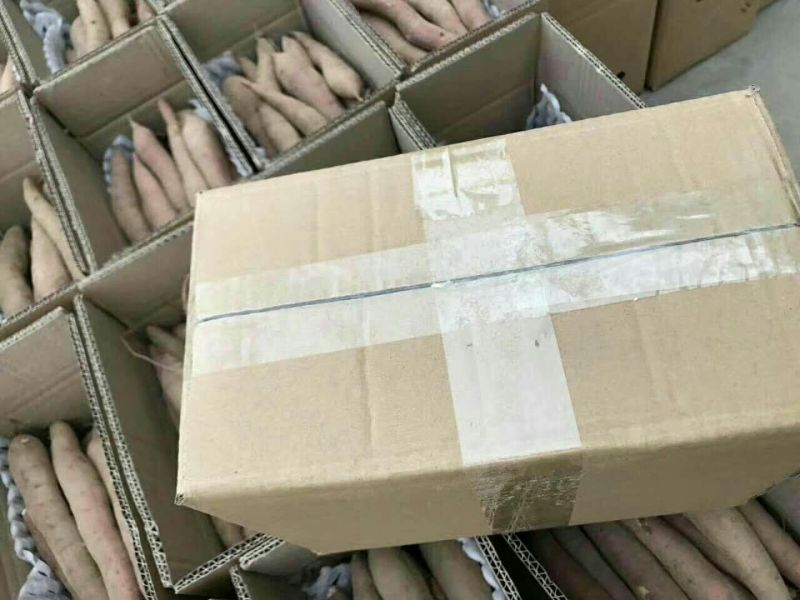 红薯临潼板栗红薯新鲜货