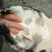 野生甲鱼1.5~2斤