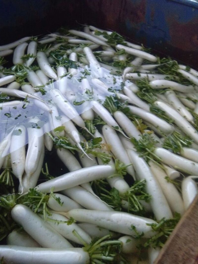 水果萝卜2.5~3斤起