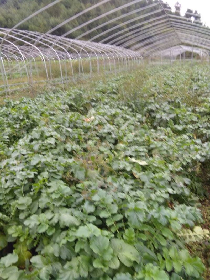 水果萝卜2.5~3斤起
