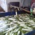水果萝卜2.5~3斤起