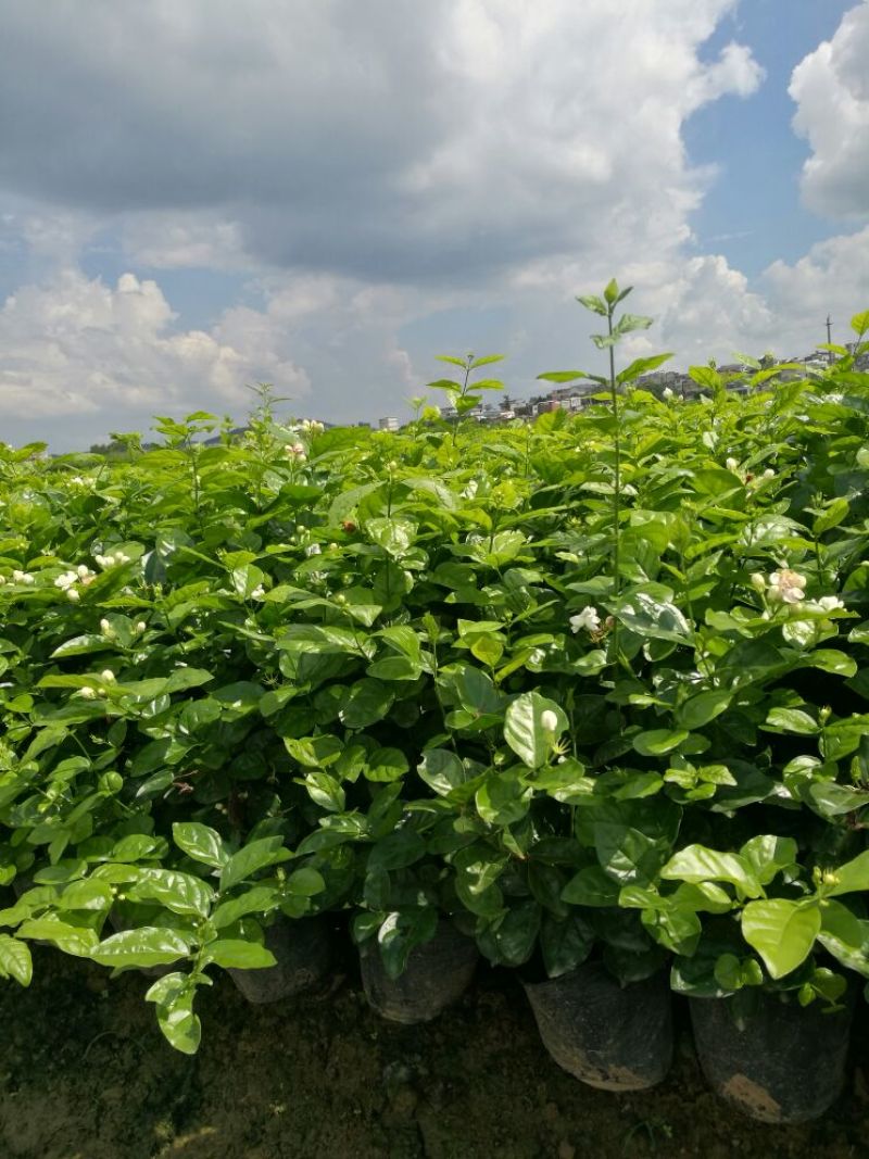 包邮春季茉莉花苗不带花蕾二年苗茉莉花