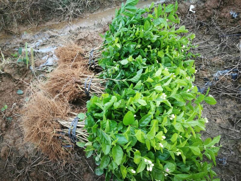 包邮春季茉莉花苗不带花蕾二年苗茉莉花