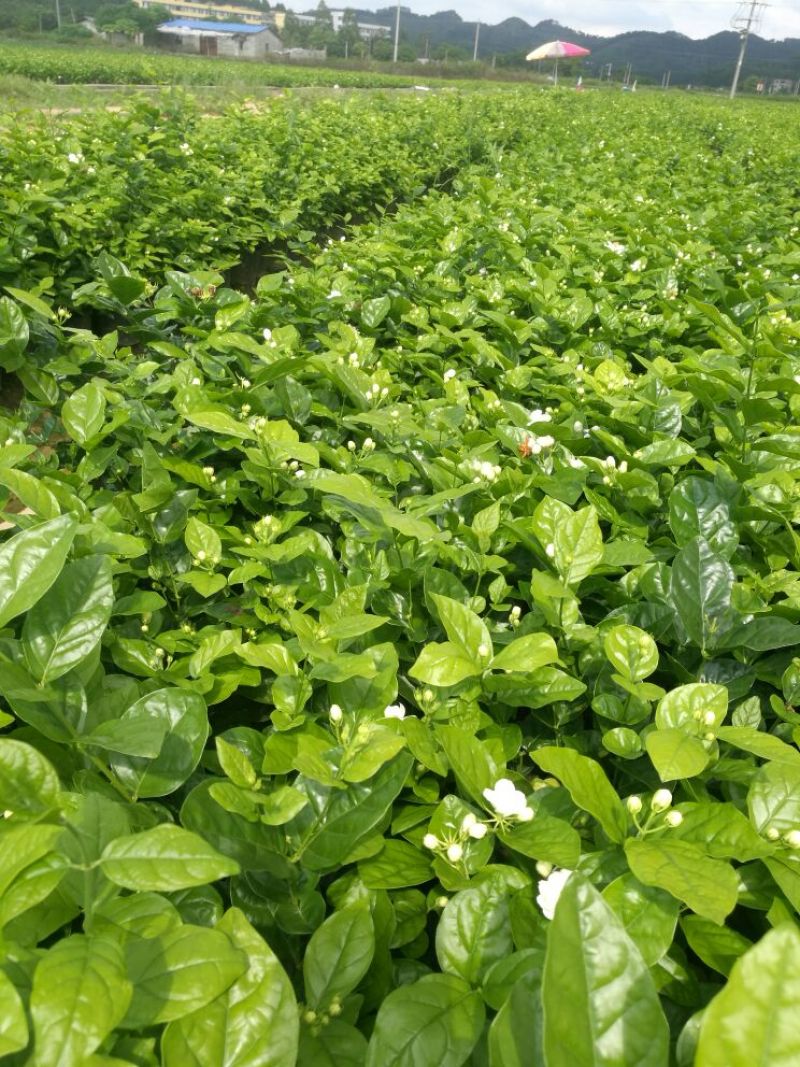 包邮春季茉莉花苗不带花蕾二年苗茉莉花