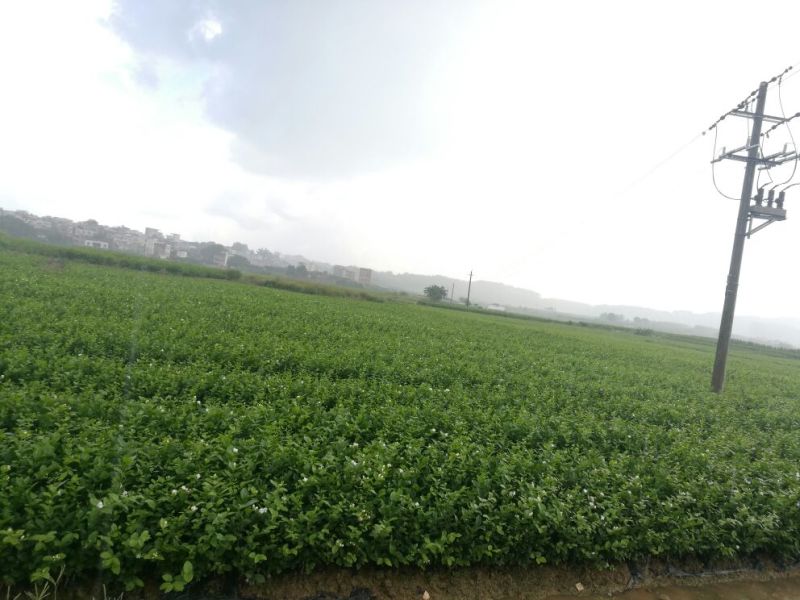 包邮春季茉莉花苗不带花蕾二年苗茉莉花