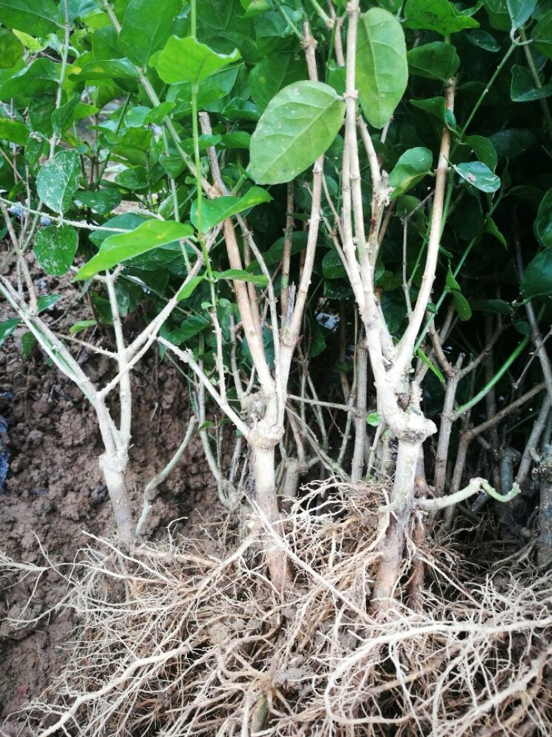 包邮春季茉莉花苗不带花蕾二年苗茉莉花