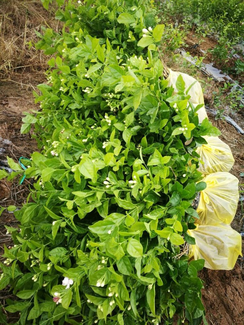 包邮春季茉莉花苗不带花蕾二年苗茉莉花