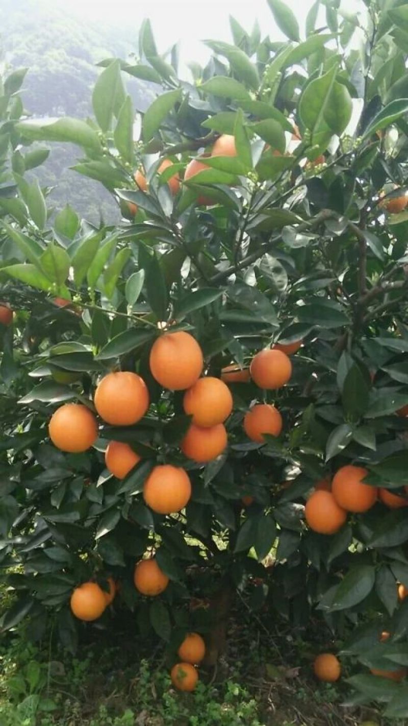 广西夏橙苗50~80cm，规格齐全根系发达，全国供应