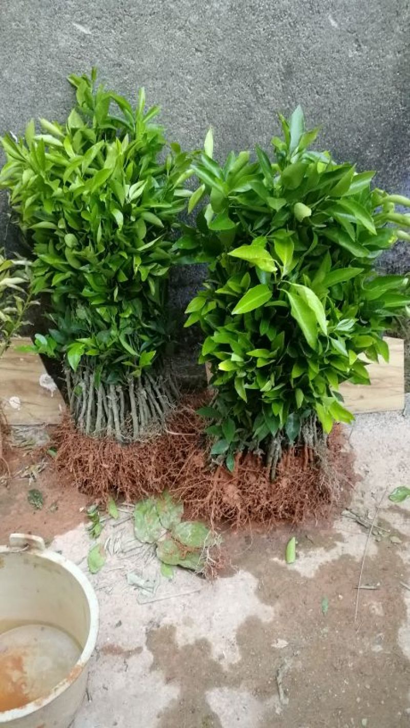 广西夏橙苗50~80cm，规格齐全根系发达，全国供应