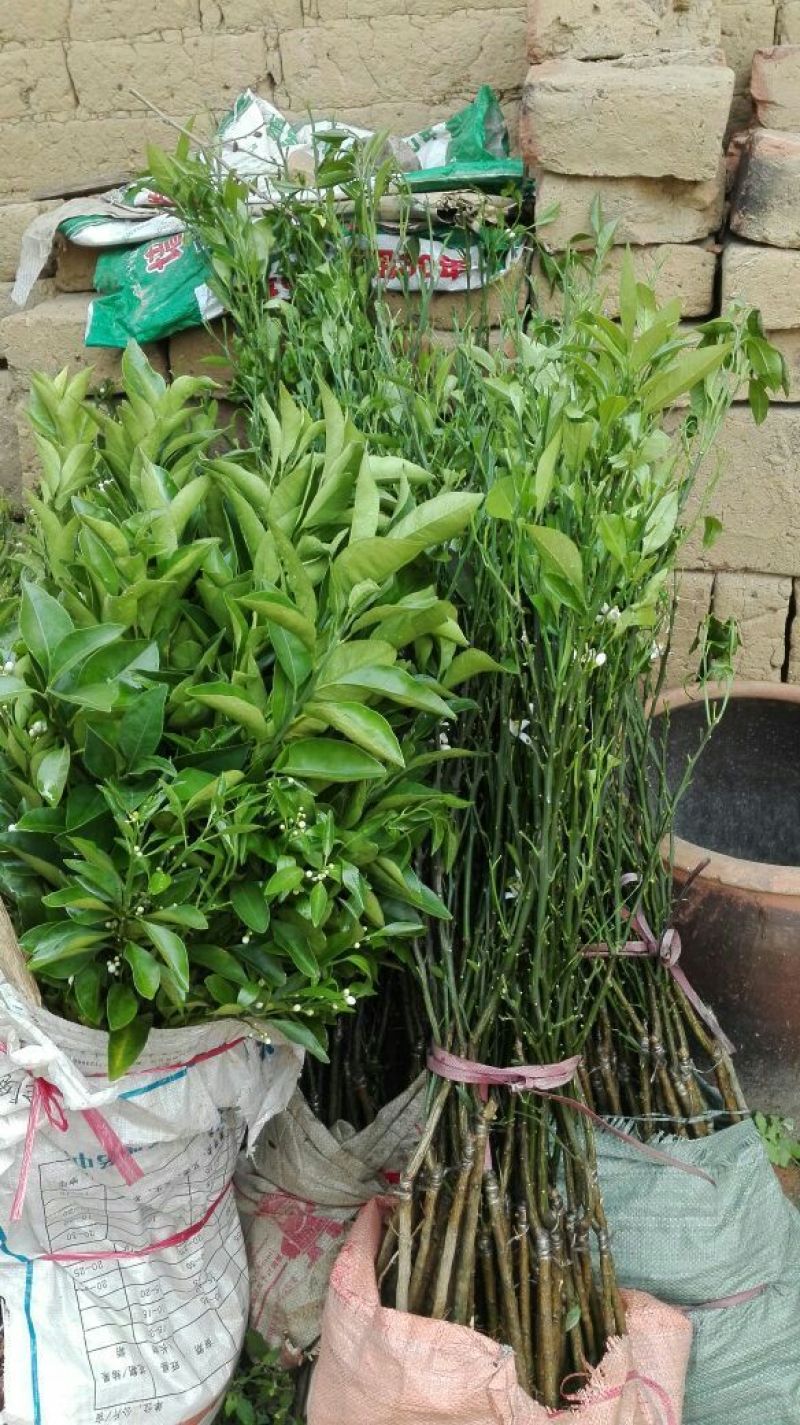 广西夏橙苗50~80cm，规格齐全根系发达，全国供应