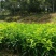 广西夏橙苗50~80cm，规格齐全根系发达，全国供应