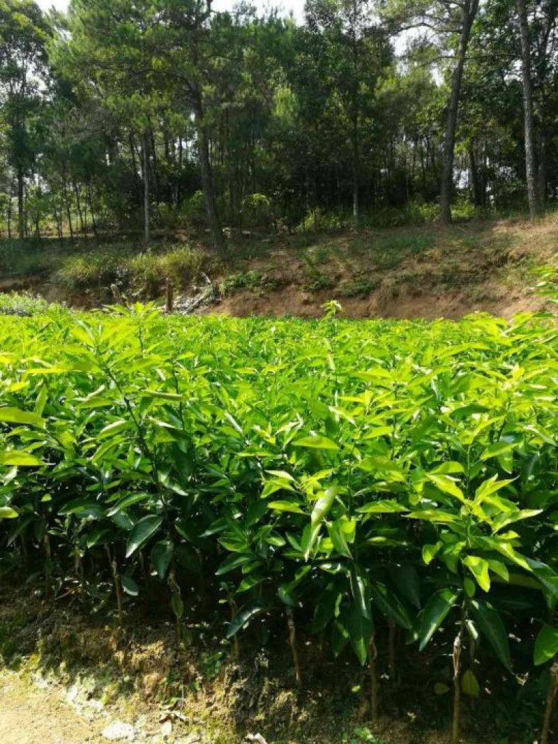 广西夏橙苗50~80cm，规格齐全根系发达，全国供应