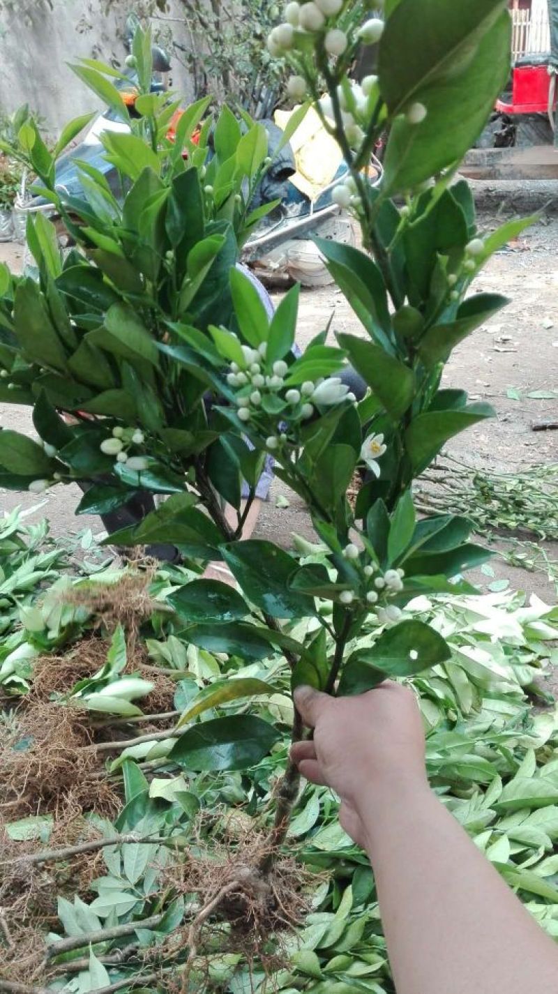 广西夏橙苗50~80cm，规格齐全根系发达，全国供应