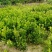 广西夏橙苗50~80cm，规格齐全根系发达，全国供应