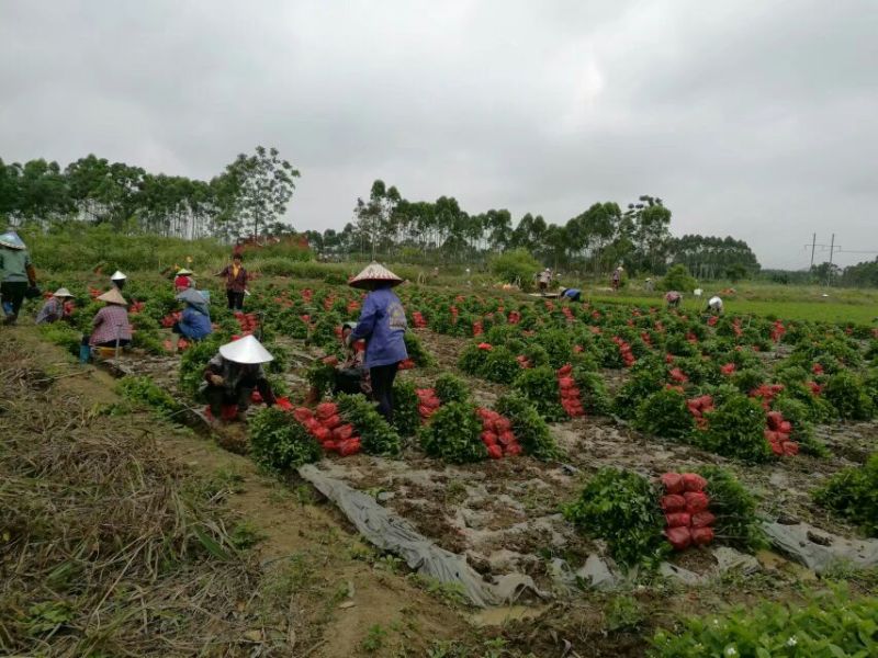 半成品茉莉坨苗满二年苗白色双瓣可用于盆景苗工程用苗