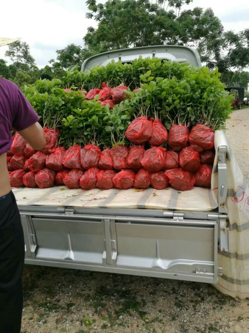 半成品茉莉坨苗满二年苗白色双瓣可用于盆景苗工程用苗